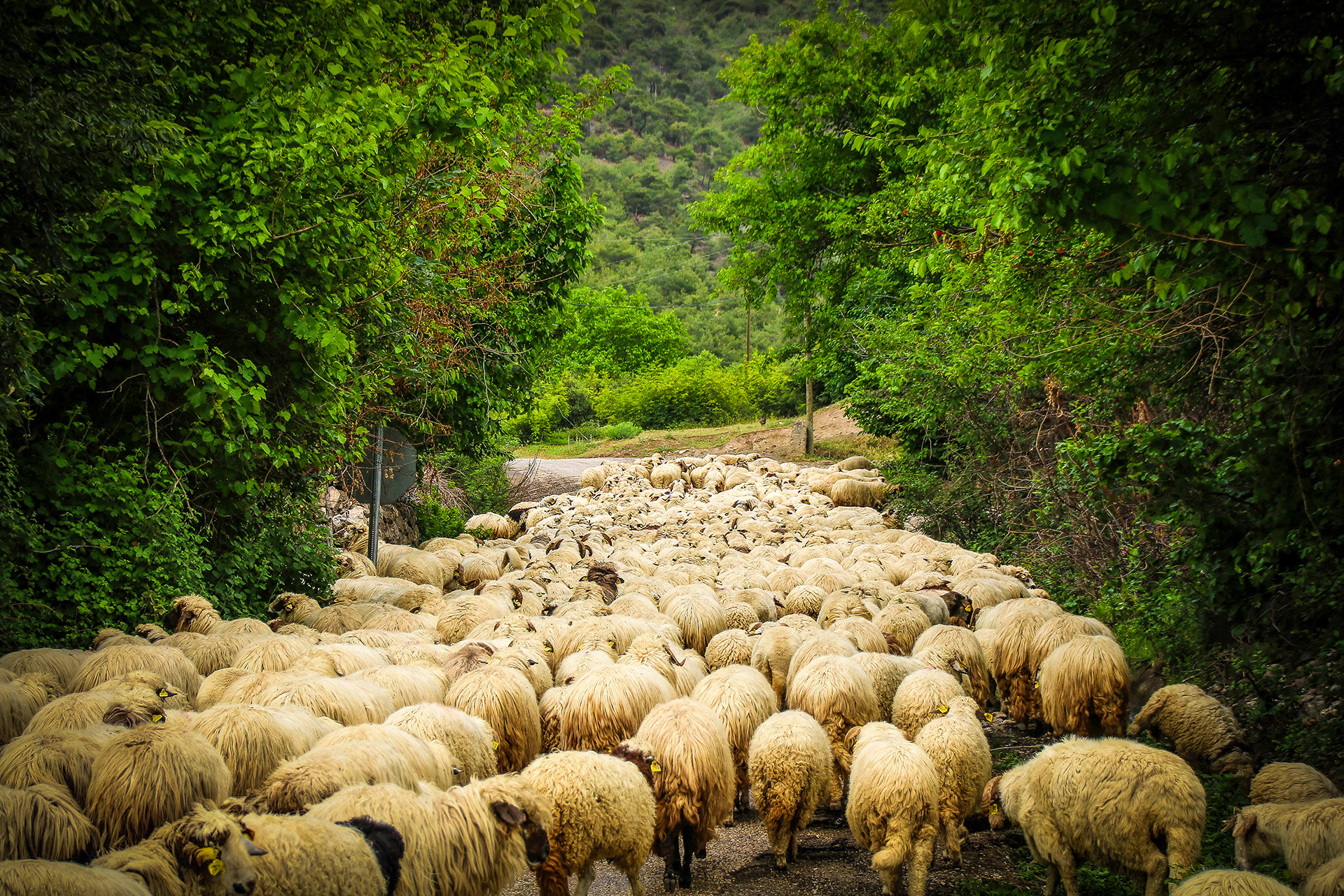 Karayaka Koyun Sürüsü